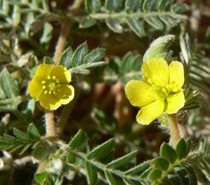Tribulus_terrestris