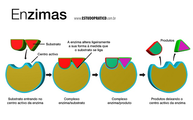 Enzimas Digestivas - Funcionamento E Benefícios