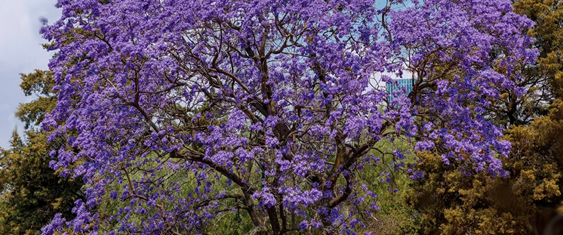 Arvore ipê roxo em um dia ensolarado cercada por outras arvores