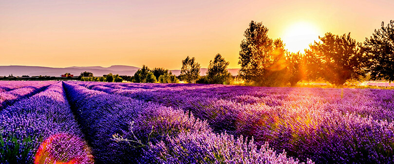 campo de lavanda