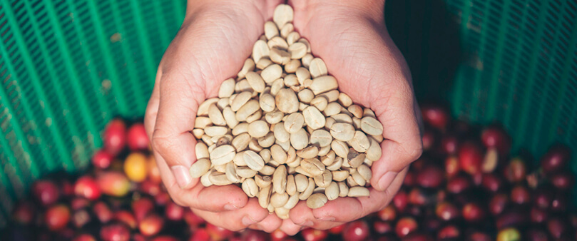 Mãos segurando grãos de café verde para emagrecer